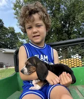 Tiny Tina, a female Basset Hound for sale in Nokomis, IL – 3 of 5