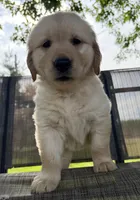 June, a female Golden Retriever for sale in Nokomis, IL – 3 of 7