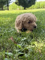 Hank, a male Goldendoodle for sale in Nokomis, IL – 5 of 8