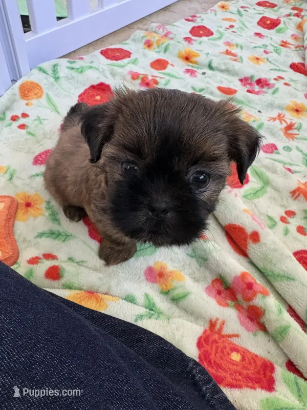 Baby Shihtzu  – Shih Tzu puppy for sale in Lexington, SC