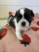 Shihtzu Baby, a male Shih Tzu for sale in Lexington, SC – 2 of 5