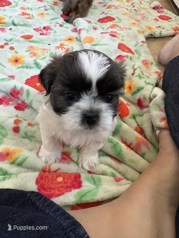Shihtzu Baby – Shih Tzu puppy for sale in Lexington, SC