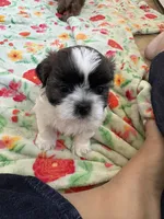 Shihtzu Baby, a male Shih Tzu for sale in Lexington, SC – 1 of 5