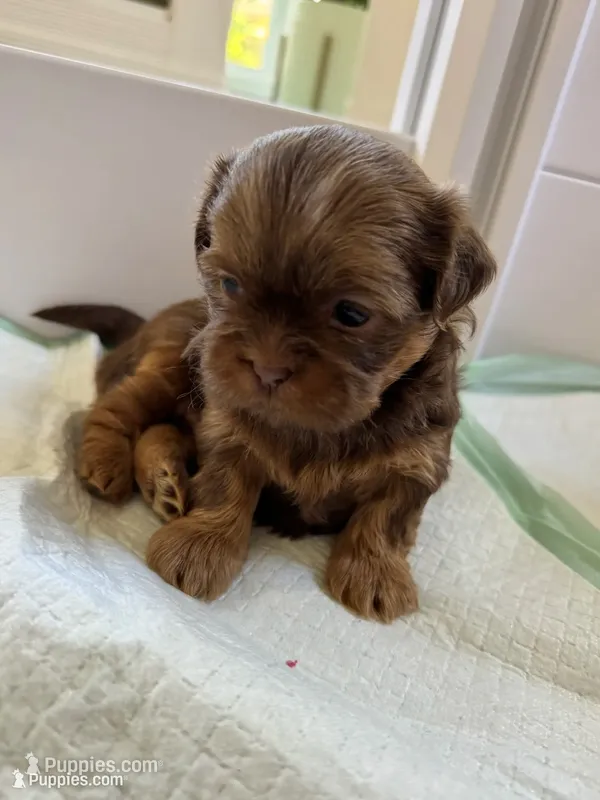 Shihtzu Boy – Shih Tzu puppy for sale in Lexington, SC
