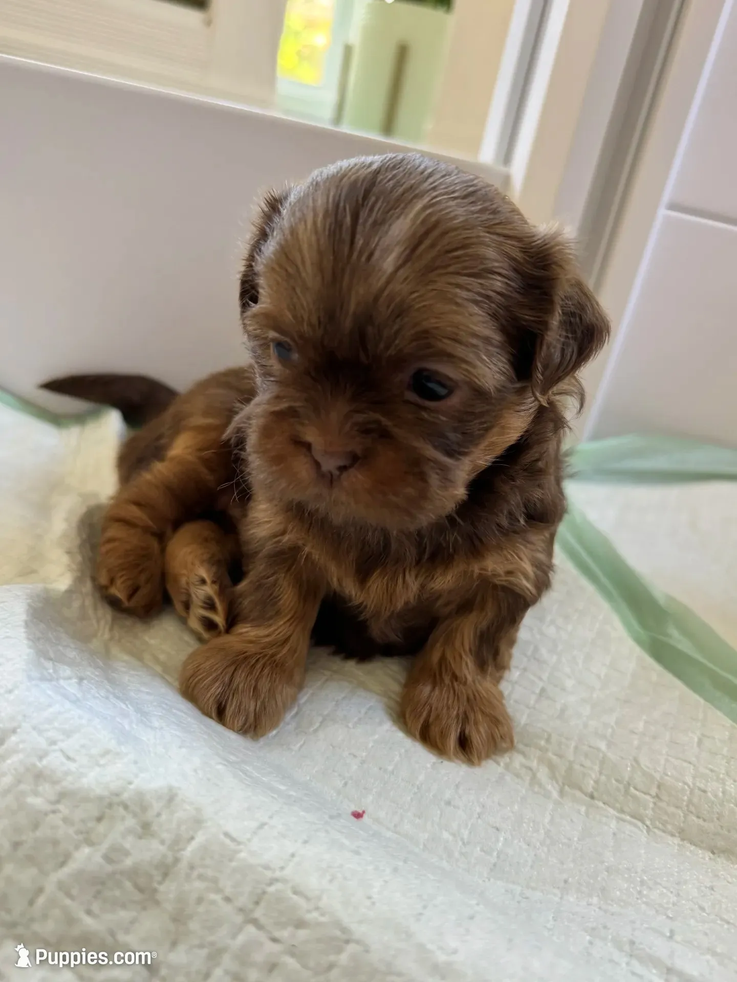 Shihtzu Boy, a male Shih Tzu for sale in Lexington, SC – 1 of 2