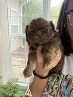 Shihtzu Boy, a male Shih Tzu for sale in Lexington, SC – 2 of 2