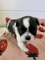 Shihtzu Baby, a male Shih Tzu for sale in Lexington, SC – 3 of 5