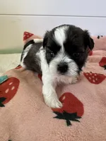 Shihtzu Baby, a male Shih Tzu for sale in Lexington, SC – 5 of 5