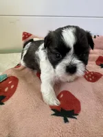 Shihtzu Baby, a male Shih Tzu for sale in Lexington, SC – 4 of 5