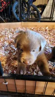 Donk, a male Labrador Retriever for sale in Citrus Heights, CA – 2 of 4