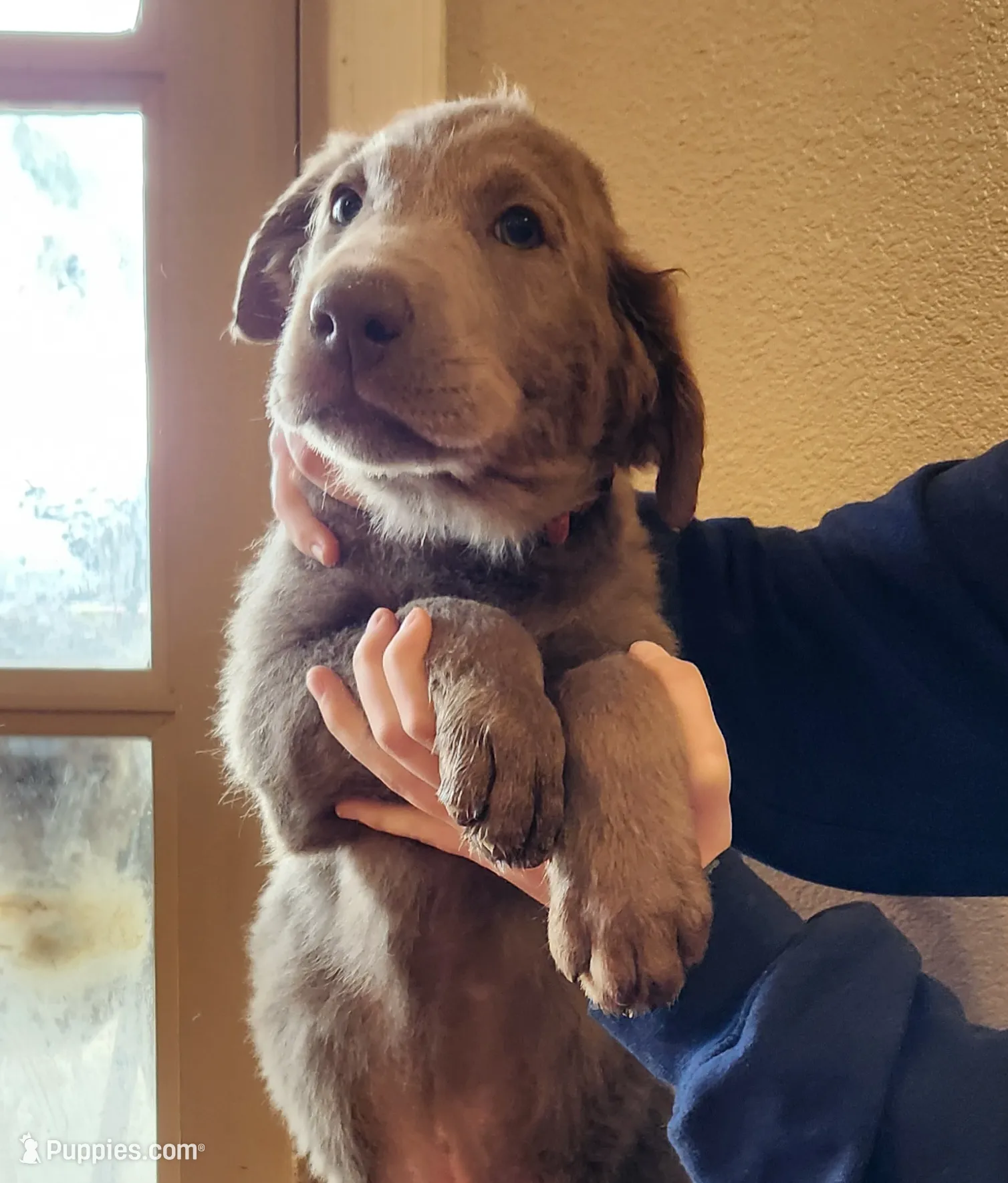 Apollo, a male Labrador Retriever for sale in Citrus Heights, CA – Photo 2 of 4