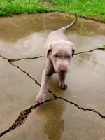 Comet, a male Labrador Retriever for sale in Citrus Heights, CA – Photo 3 of 7