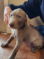 Comet, a male Labrador Retriever for sale in Citrus Heights, CA – Photo 6 of 7
