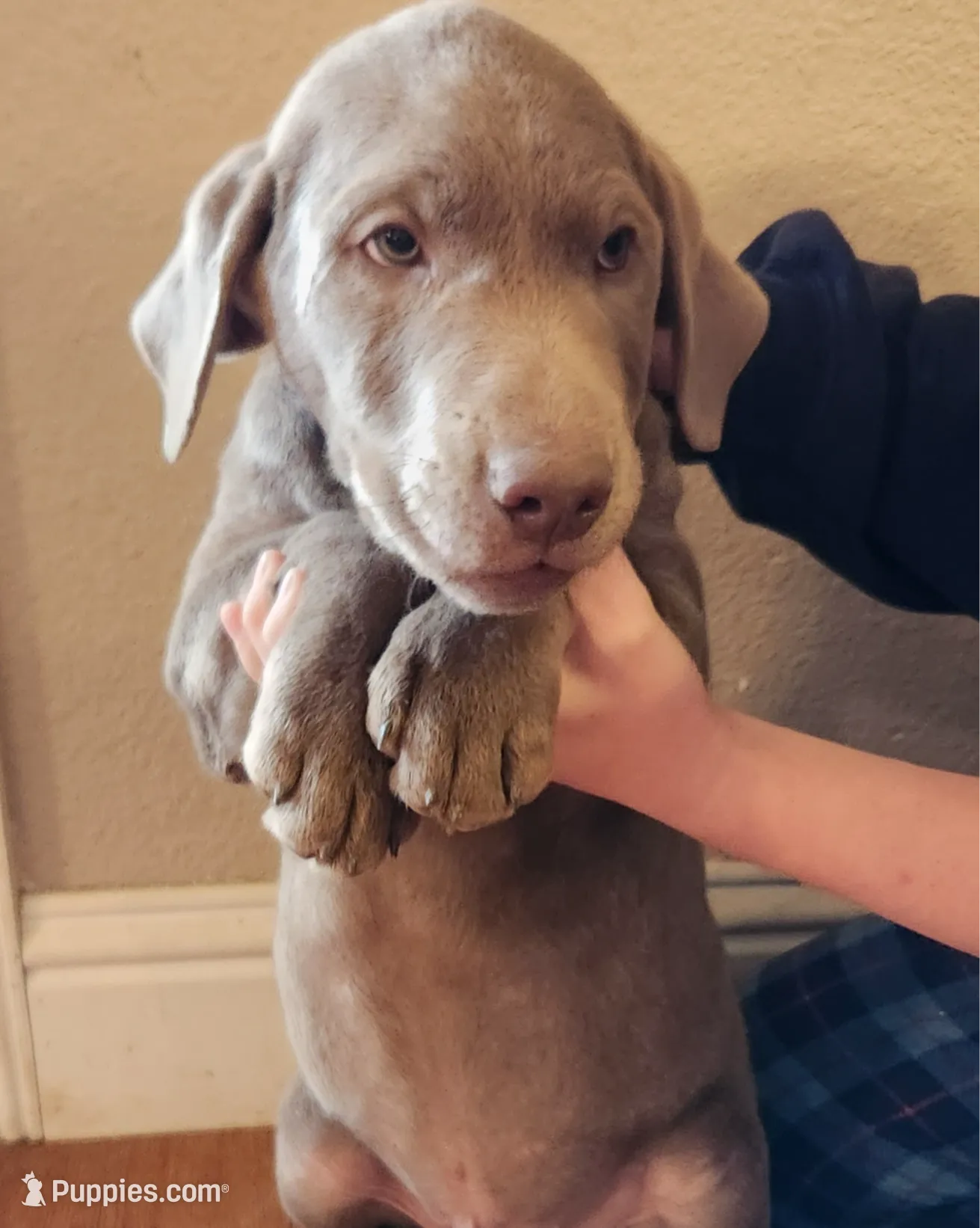 Comet, a male Labrador Retriever for sale in Citrus Heights, CA – Photo 4 of 7