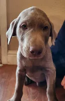 Comet, a male Labrador Retriever for sale in Citrus Heights, CA – Photo 7 of 7