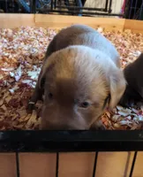 Donk, a male Labrador Retriever for sale in Citrus Heights, CA – 4 of 4