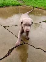 Comet, a male Labrador Retriever for sale in Citrus Heights, CA – Photo 2 of 7
