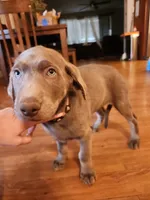 Comet, a male Labrador Retriever for sale in Citrus Heights, CA – Photo 5 of 7