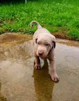 Comet, a male Labrador Retriever for sale in Citrus Heights, CA – Photo 1 of 7