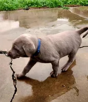 Comet, a male Labrador Retriever for sale in Citrus Heights, CA – Photo 3 of 7