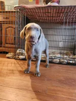 Comet, a male Labrador Retriever for sale in Citrus Heights, CA – Photo 7 of 7