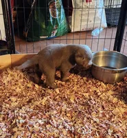 Donk, a male Labrador Retriever for sale in Citrus Heights, CA – 3 of 4