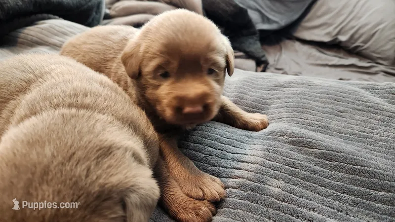Silver lab puppies – Labrador Retriever puppy for sale in Citrus Heights, CA