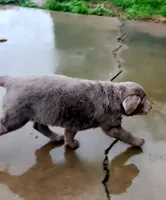 Apollo, a male Labrador Retriever for sale in Citrus Heights, CA – Photo 1 of 8