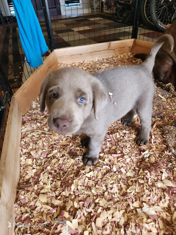 Donk – Labrador Retriever puppy for sale in Citrus Heights, CA