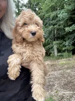 Millie, a female Miniature Goldendoodle for sale in Spencer, NC – 7 of 7
