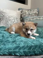 Sushi, a female Shiba Inu for sale in Spencer, NC – 2 of 6