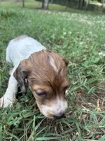 AKC Dash, a male Dachshund and Miniature Dachshund for sale in Spencer, NC – 3 of 4
