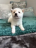 Tofu, a male Shiba Inu for sale in Spencer, NC – 2 of 5