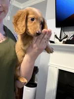 AKC Goldilocks, a female Miniature Dachshund for sale in Spencer, NC – 3 of 7