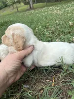 AKC Limo, a male Dachshund and Miniature Dachshund for sale in Spencer, NC – 9 of 10