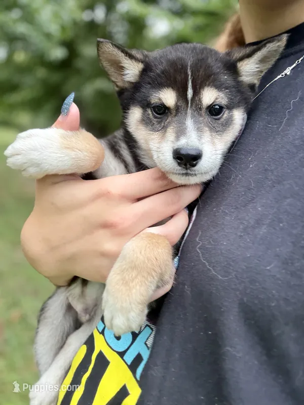 Romeo – Shiba Inu puppy for sale in Spencer, NC