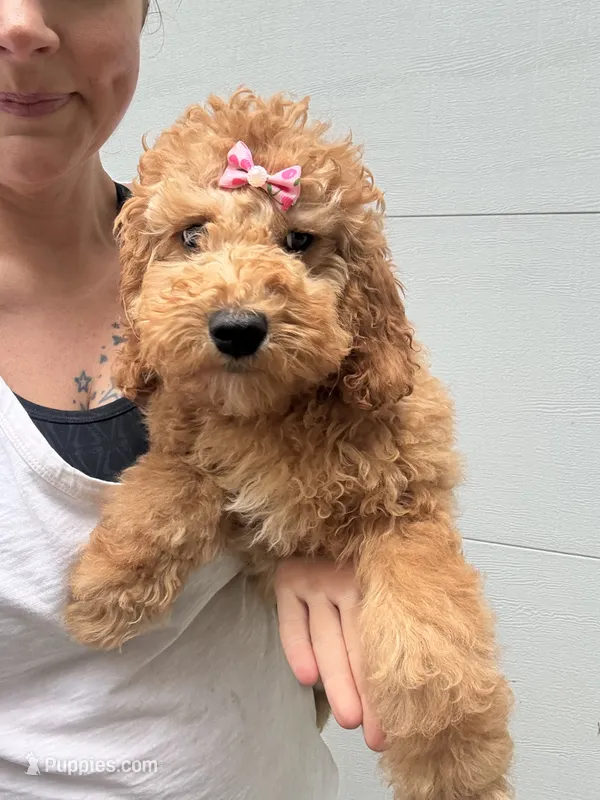 Poppy – Miniature Goldendoodle puppy for sale in Spencer, NC