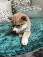 Sushi, a female Shiba Inu for sale in Spencer, NC – 3 of 6