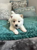 Noodle, a male Shiba Inu for sale in Spencer, NC – 2 of 6