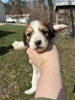 AKC Vienna, a female Miniature Dachshund for sale in Spencer, NC – Photo 1 of 6