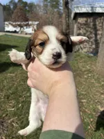AKC Vienna, a female Miniature Dachshund for sale in Spencer, NC – Photo 2 of 6
