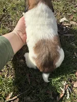 AKC Vienna, a female Miniature Dachshund for sale in Spencer, NC – Photo 4 of 6
