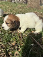 AKC Vienna, a female Miniature Dachshund for sale in Spencer, NC – Photo 5 of 6