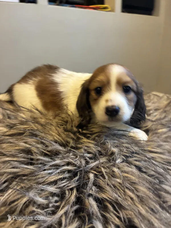 AKC Vienna – Miniature Dachshund puppy for sale in Spencer, NC