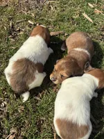 AKC Vienna, a female Miniature Dachshund for sale in Spencer, NC – Photo 6 of 6