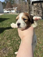 AKC Vienna, a female Miniature Dachshund for sale in Spencer, NC – Photo 3 of 6