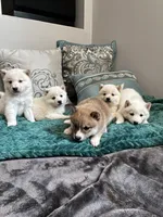 Sushi, a female Shiba Inu for sale in Spencer, NC – 6 of 6