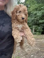 Goldie, a female Miniature Goldendoodle for sale in Spencer, NC – 4 of 5