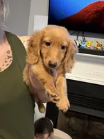 AKC Goldilocks, a female Miniature Dachshund for sale in Spencer, NC – 4 of 7