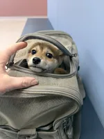 Yoshi, a male Shiba Inu for sale in Spencer, NC – 3 of 3